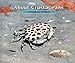 About Crustaceans: A Guide for Children (Educational Science Book About Crabs, Lobsters, Shrimp, & Other Sea Animals for STEM Learning)