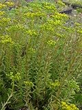 Eigenschaften Dachstauden  / Sedum reflexum spp. rupestre, 50 Pflanzen