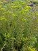 Sedum reflexum spp. rupestre, 6 Pflanzen