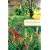 Katie's Dream (The Wortham Family Series #3)