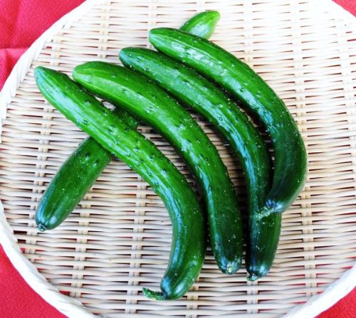 【農家とダイレクト】宮崎県産　わけありきゅうり　「10ｋｇ」　目安本数（70～90本）　収穫日に農家直送　九州,宮崎