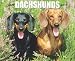 dachshund18 - Just Dachshunds 2010 Wall Calendar