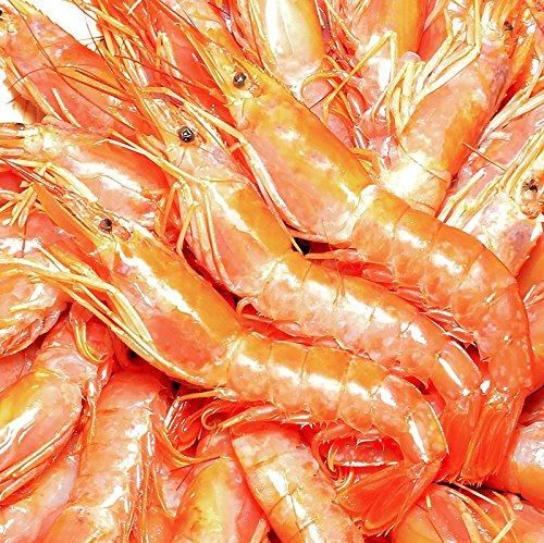 築地の王様 赤海老 2kg お刺身用 赤えび 超特大 赤エビ 業務用