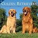 golden_retriever22golden retriever - Golden Retrievers 2010 Wall Calendar