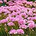Miniature Fairy Garden Armeria juniperfolia, Thrift