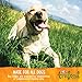 Wellness Trufood Cocochia Bakes Natural Grain Free Dog Treats, Salmon, Coconut Oil & Spinach, 5-Ounce Bag