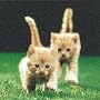 Kleine Katze