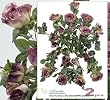 TWO 24" Artificial William Rose Hanging Flower Bushes Wedding _Mauve