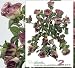 TWO 24" Artificial William Rose Hanging Flower Bushes Wedding _mauve, with No Pot,