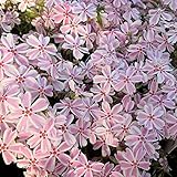 芝桜（シバザクラ） ：タマノナガレ(多摩の流れ） 4株セット