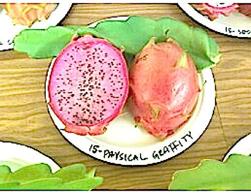 Dragon Fruit Plant, 'PHYSICAL GRAFFITI,' Hylocereus, Pitahaya, Epiphyllum, Delicious Edible Cactus Fruit, High in Vitamin C, 3 Gallon, 3 Big and Healthy Plants