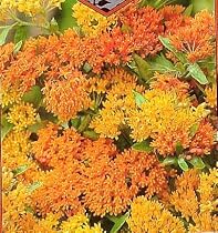 Butterfly Weed Perennial 8 Plants - Asclepias