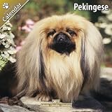 Pekingese 2011 Wall Calendar #10059-11