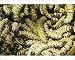 Photographic Prints of Mopane Emperor MOTH - Caterpillars / worms gathered for food from Ardea Wildlife Pets