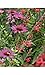 Gardeners' World