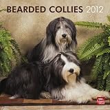 Bearded Collies 2012 Square 12X12 Wall Calendar