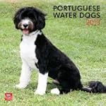 Portuguese Water Dogs 2013 Square 12X...