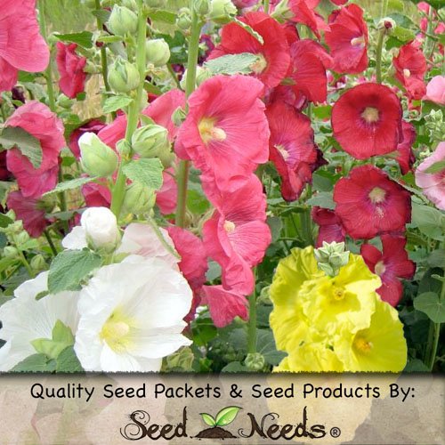 100 Seeds, Hollyhock 