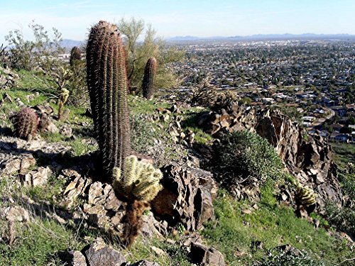 *Rare*GIANT RED MEXICAN BARREL CACTUS*5 seeds*#1151 *Rare*GIANT RED MEXICAN BARREL CACTUS*5 seeds*#1151