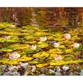 Lovely Lilies by Aaron Bivins - 11x15"