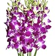 Fresh Flowers - Purple Dendrobium Orchids