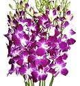 Fresh Flowers - Purple Dendrobium Orchids