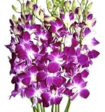 Fresh Flowers - Purple Dendrobium Orchids