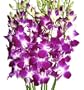 Fresh Flowers - Purple Dendrobium Orchids