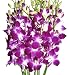 Fresh Flowers - Purple Dendrobium Orchids Fresh Flowers - Purple Dendrobium Orchids