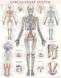 Circulatory system - IASZoology.com