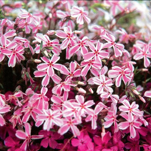 芝桜（シバザクラ） ：タマノナガレ(多摩の流れ） 4株セット