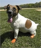 Pawz Rubber Dog Boots - Set of 12 Extra Small (ORANGE)