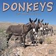 Donkeys 2010 Wall Calendar