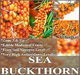 Sea Buckthorn or Seaberry ('Hippophae Rhamnoides') - 100 Medicinal Shrub Seeds