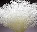 Dried Babys Breath - Dried Gypsophila