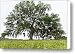 Giant Live Oak Tree and Flowers Canvas Print / Canvas Art - Artist Dustin K Ryan