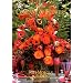 Some Fabulous Books on Flower Arranging