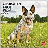 Australian Cattle Dogs 2013: Australische Cattle Dogs