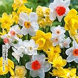 国華園　球根　水仙　芳香水仙ミックス(無選別)　40球