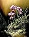 Art Poster Print - Violette Eperonn+-e - Artist: Pierre Leduc - Poster Size: 5 X 7 inches