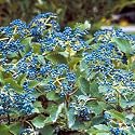 Blue Muffin Arrowwood Viburnum Shrub - Hardy/Showy - Proven Winners