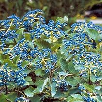 Blueberry Muffin Arrowwood Viburnum Shrub - Hardy/Showy