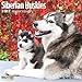 Siberian Huskies 2017 16 Month Wall Calendar 12 x 12 inches Bright Day Calendars Publishing