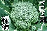 【生産農場直送】 ブロッコリー苗 【緑嶺】ブロッコリー 葉菜苗 9cmポット プロ農家も使う葉菜苗 野菜苗 ガーデニング 家庭菜園