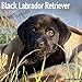 Black Labrador Retriever Puppies Calendar - Only Dog Breed Black Labrador Retriever Puppies Calendar - 2016 Wall calendars - Dog Calendars - Monthly Wall Calendar by Avonside