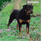 Rottweiler 2007 Wall Calendar