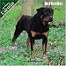 Rottweiler 2007 Wall Calendar