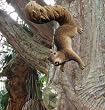 Sara the tree climbing squirrel home yard statue new (The Digital Angel)
