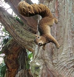 Sara the tree climbing squirrel home yard statue new (The Digital Angel)