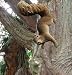 Sara the tree climbing squirrel home yard statue new (The Digital Angel)